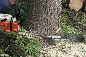How Our Tree Care Process Works  in  Murray, KY